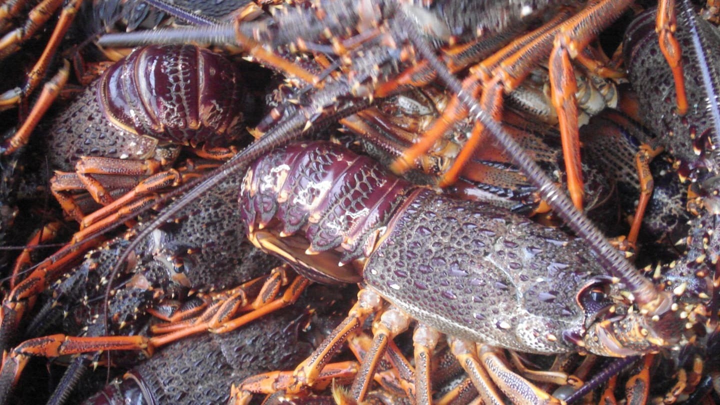 Shane Jones orders total halt to crayfish harvesting from April next year