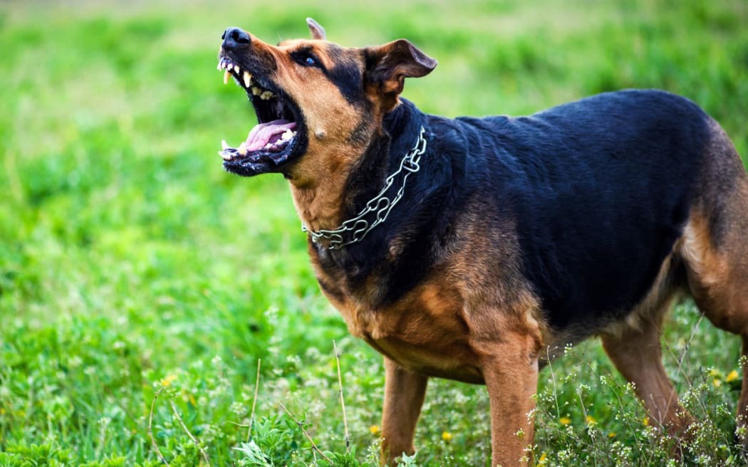 'Out of date': SPCA expert calls for law reform following Northland dog attack