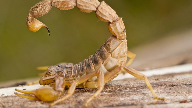 The woman opened her suitcase to find 18 scorpions. Photo / 123rf
