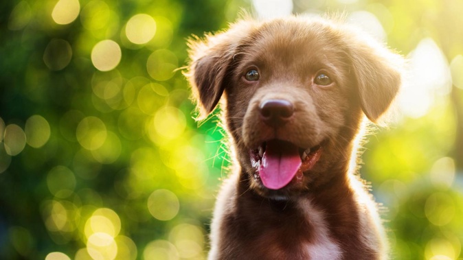 Police are warning of an increase in puppy scams this Christmas. (Photo / 123rf)