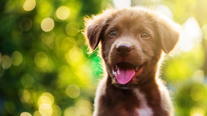 Police are warning of an increase in puppy scams this Christmas. (Photo / 123rf)