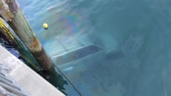 The woman's submerged 4WD vehicle pictured below the surface after she crashed into the water off Matiatia Ferry Terminal on Waiheke Island.