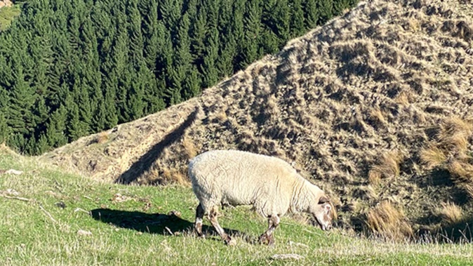 A three-year research programme has been looking into the benefits of blending livestock and forestry. Photo / Lucy Davidson