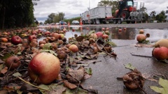 While Hawke's Bay apple orchards copped significant damage from Cyclone Gabrielle, the lack of apples is to do with the end of the season.
