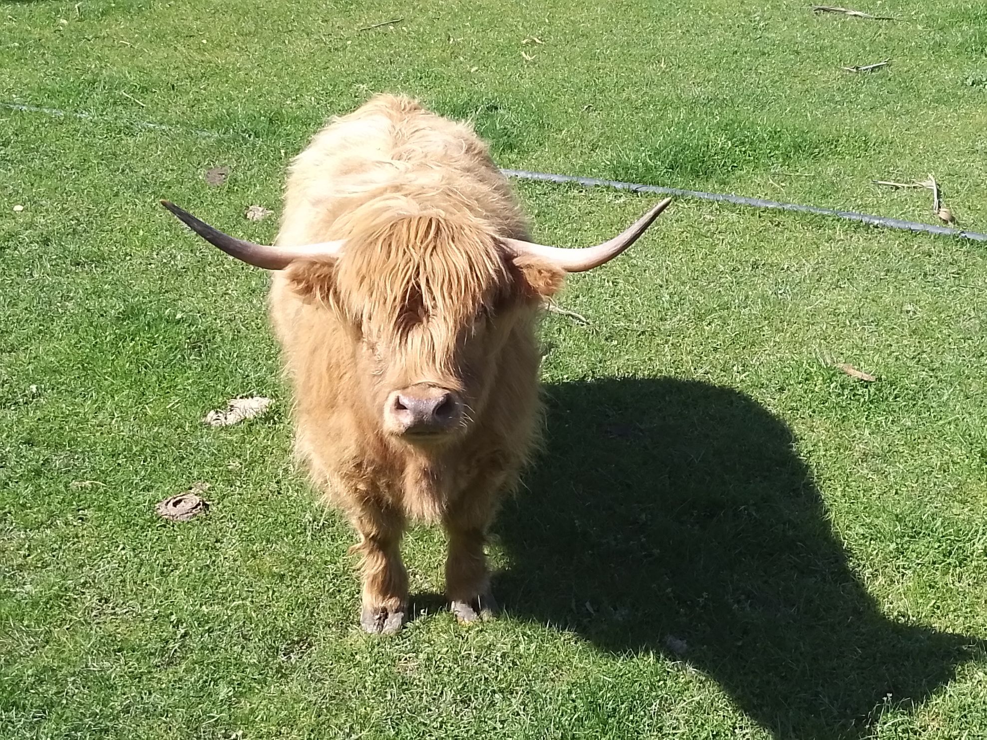 Fanta the Highland Cow at the Fancy Cow. Credit Mike Yardley