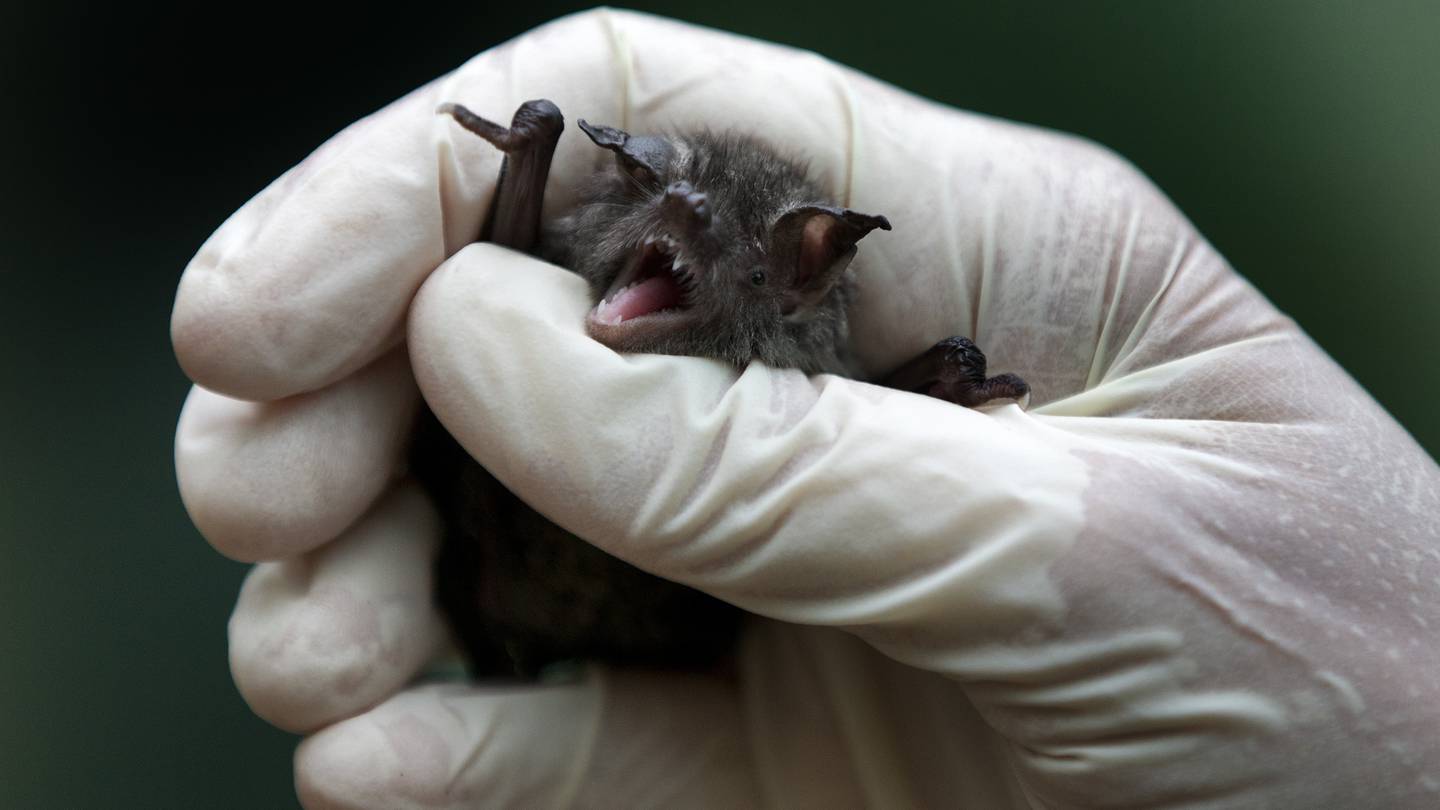 New findings confirm our endangered bat species - including the lesser short-tailed bat (pictured) - are important viral reservoirs much like their winged counterparts overseas, despite having lived in isolation for millions of years. Photo / File