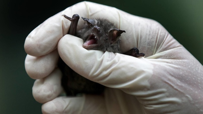 New findings confirm our endangered bat species - including the lesser short-tailed bat (pictured) - are important viral reservoirs much like their winged counterparts overseas, despite having lived in isolation for millions of years. Photo / File