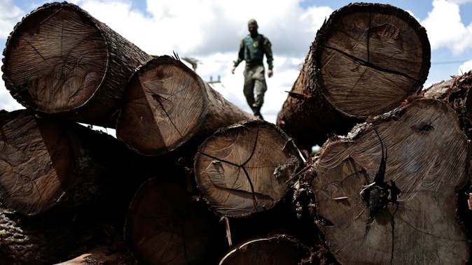 A representative from the Brazilian Institute for the Environment and Renewable Natural Resources (IBAMA) inspects a tree extracted from the Amazon rainforest, during an operation to combat deforestation. Ueslei Marcelino/Reuters