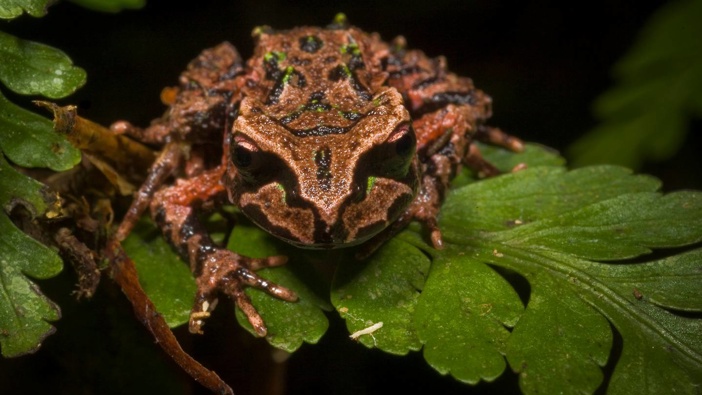 The Archey's frog, pictured, and New Zealand's two other native frogs are under threat from predators and habitat loss. Photo / James Reardon