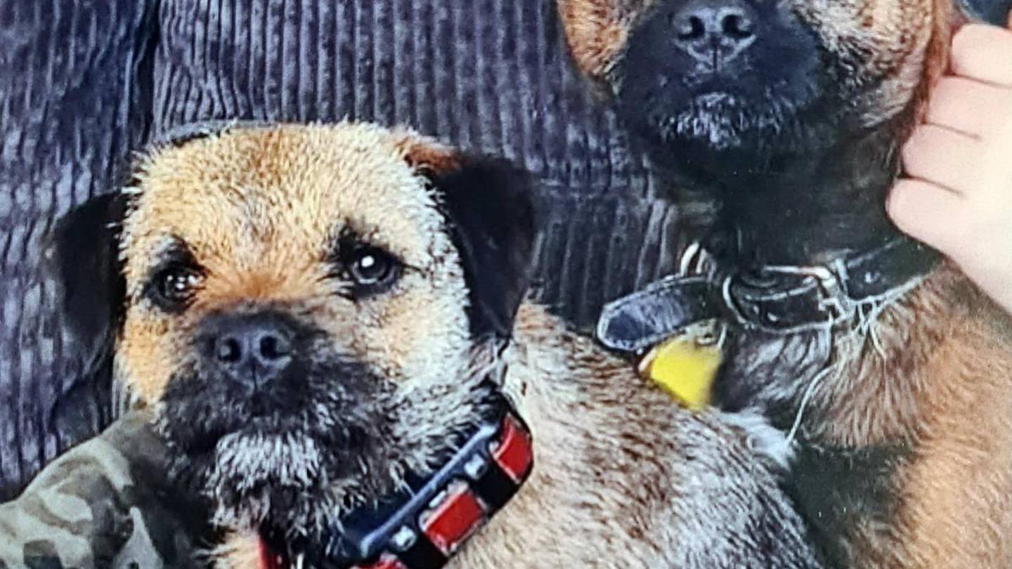 Border terriers Floss (left) and Scruff before they went missing. (Photo / Supplied)