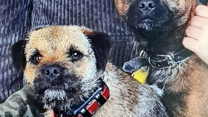 Border terriers Floss (left) and Scruff before they went missing. (Photo / Supplied)