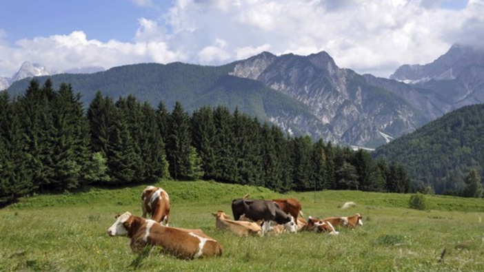 Photo / Getty Images