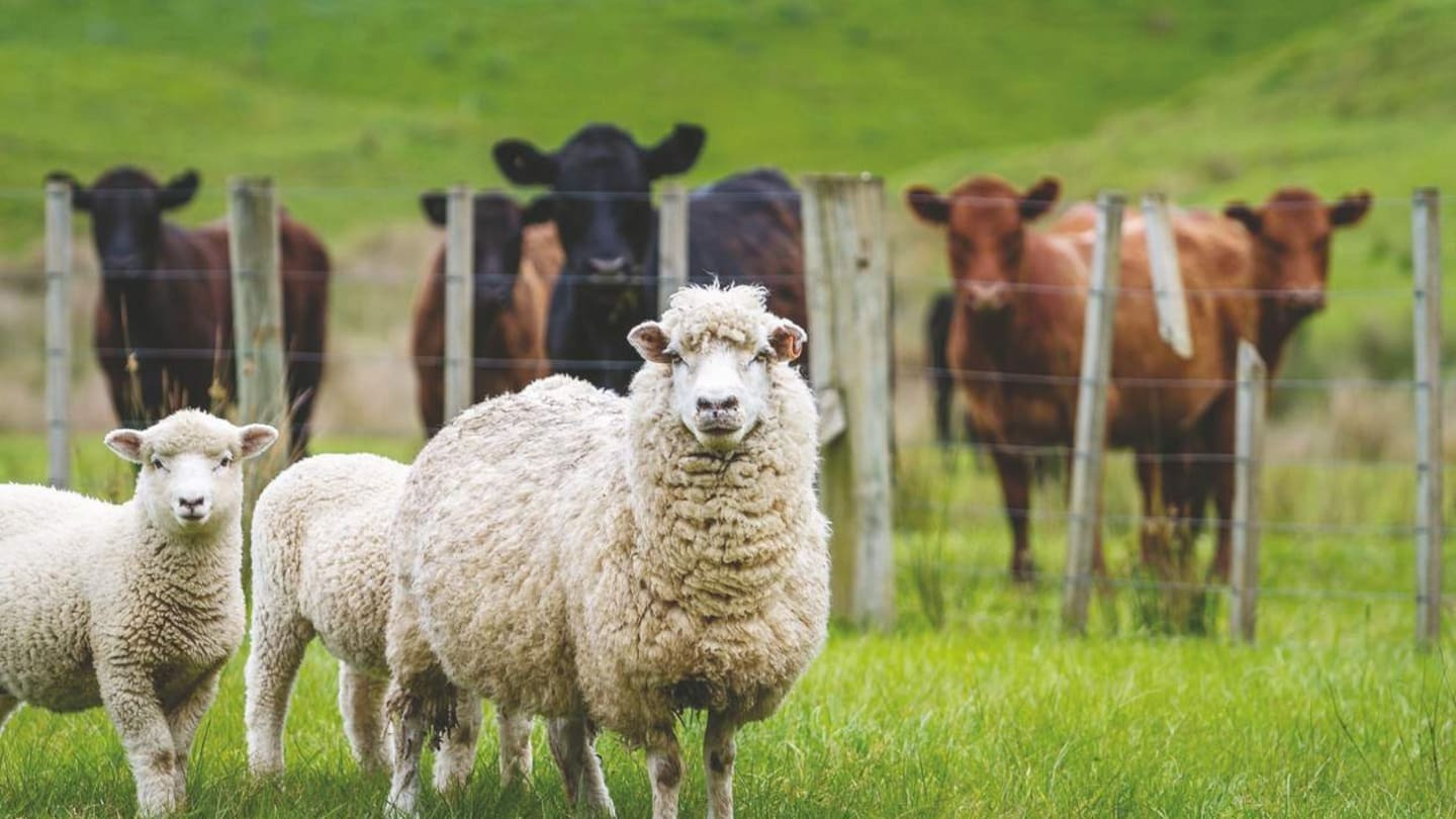 Sheepmeat value surged 54% to $257 million, despite only a 15% rise in volume.
