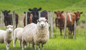 Sheepmeat value surged 54% to $257 million, despite only a 15% rise in volume.
