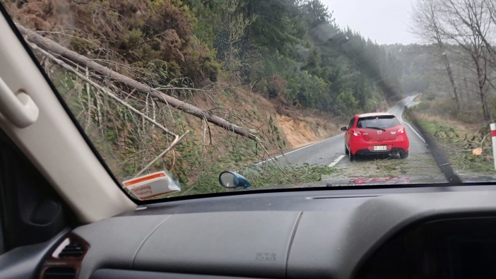 A tree has come down over the road on the north side of Hope Saddle, Nelson. Credit: Catherine Pointon.