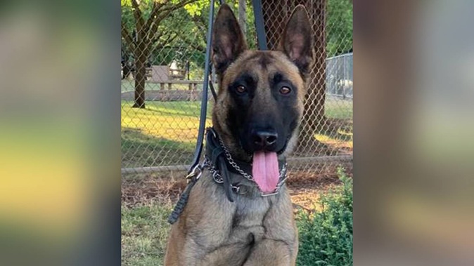 Odin, the 4-year-old Belgian Malinois. Photo / Fresno Police Department
