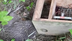 A kiwi was found dead inside a DoC trap by a woman walking the Omahuta Puketi forest track.