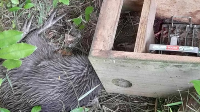 A kiwi was found dead inside a DoC trap by a woman walking the Omahuta Puketi forest track.