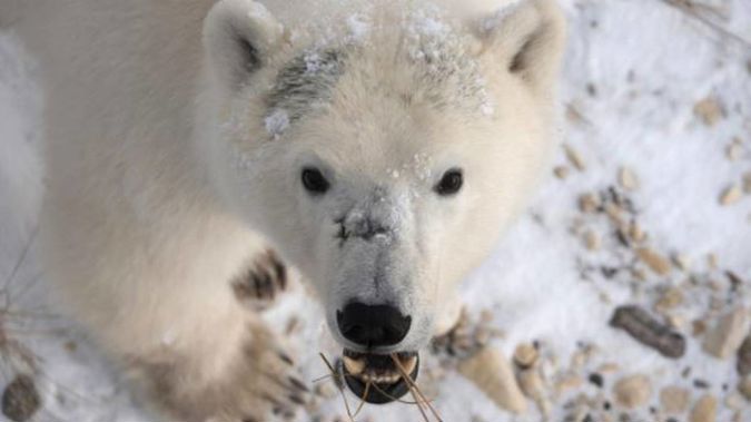 A polar bear in Churchill, Manitoba, Canada during migration. (Photo / AP)