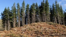 Kerre Woodham: Is there anything good about pine trees?