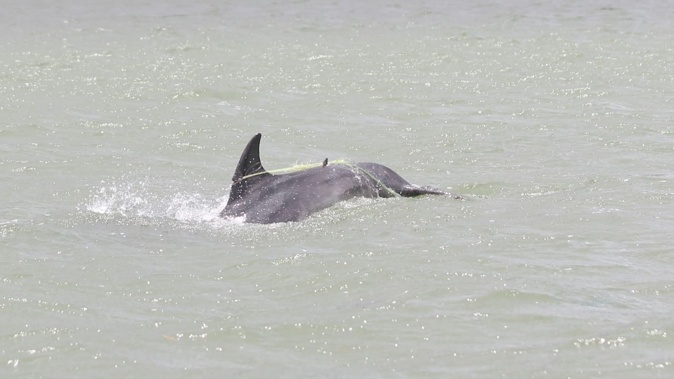 DoC is calling for public assistance in locating an entangled bottlenose dolphin reported in waters around western Auckland. Photo / DoC