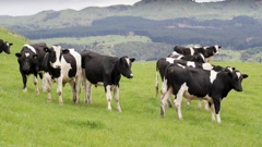 A record milk price has buoyed dairy farmer sentiment. Photo / Warren Buckland