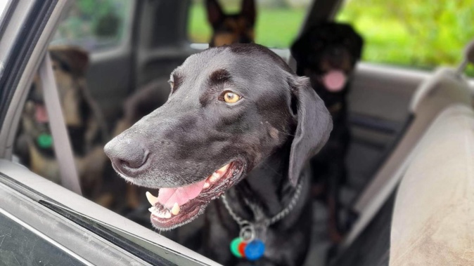 Bodhi went missing on June 30 and turned up on a farm three weeks later, safe and sound.