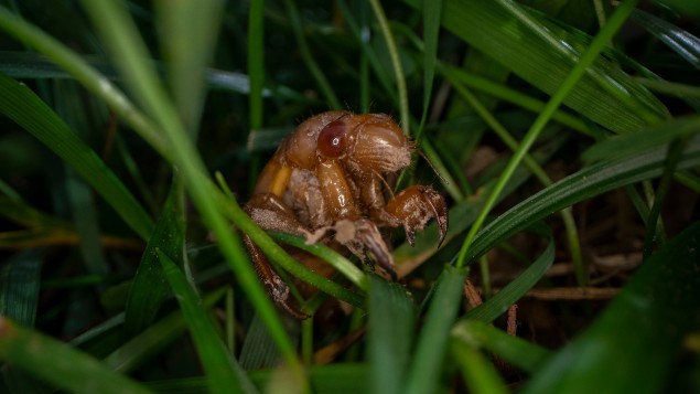 Ruud Kleinpaste: Finally some Cicadas!