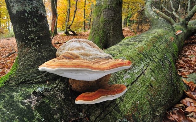 L’étude révèle qu’un organisme vivant qui a été utilisé comme allume-feu pendant des siècles pourrait remplacer certains plastiques L’étude révèle qu’un organisme vivant qui a été utilisé comme allume-feu pendant des siècles pourrait remplacer certains plastiques