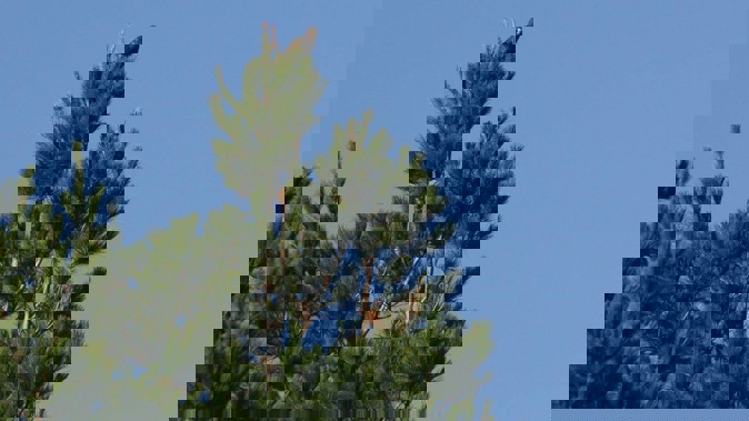 An industry head has fears new fees will hamper tree planting.