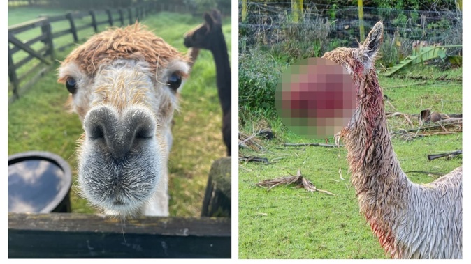 Four-year-old alpaca Shadow had to be euthanised after she was savagely attacked by dogs in September. Her mutilated face has been pixellated in the second photo.