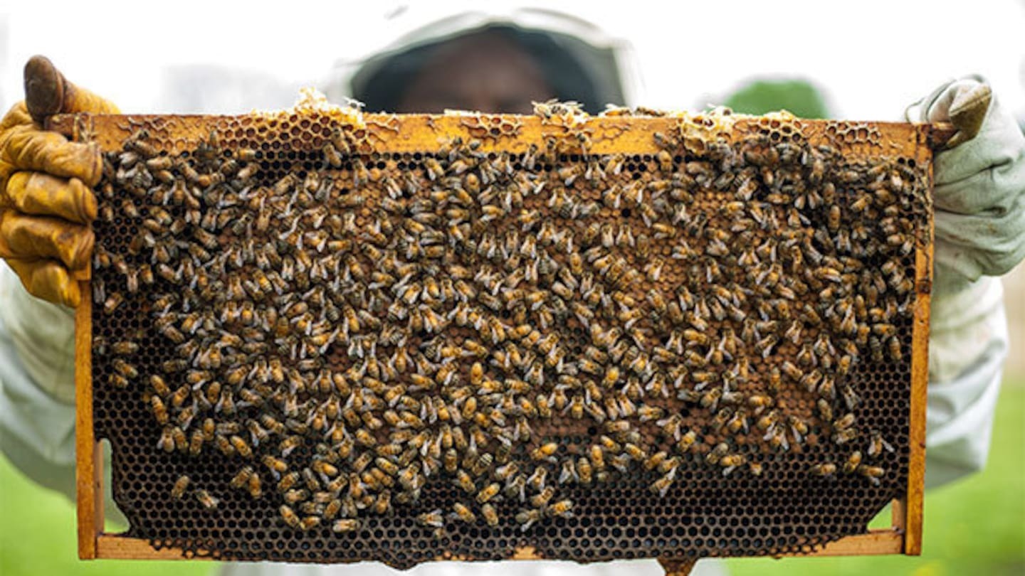 A man found out where his stolen truck was and took it back, along with 84 beehives that had been loaded on to it. He didn't return the beehives and the bees died. Photo / David Haxton