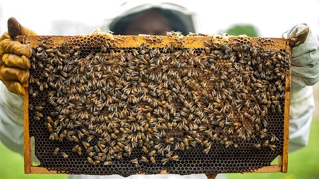 'Vigilante action': A man had his truck stolen, so he took it back, along with 84 beehives