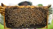 'Vigilante action': A man had his truck stolen, so he took it back, along with 84 beehives