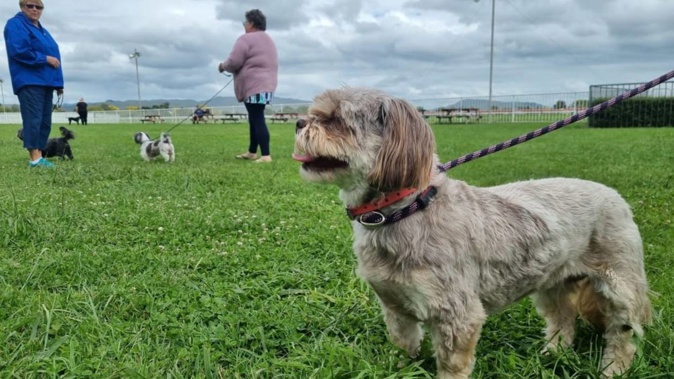 The community has been pitching in to help walk the displaced dogs at the shelter. Photo / RNZ / Tess Brunton
