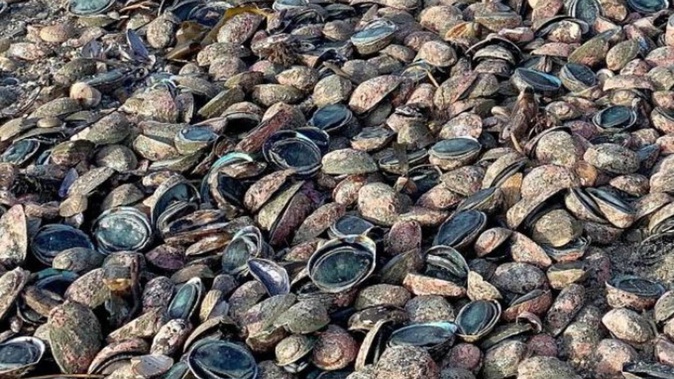 Dead and dying paua on a Kaka Point beach. Photo / Evelyn Thorn